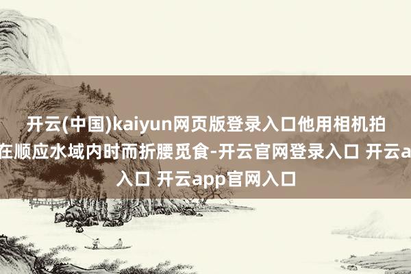 开云(中国)kaiyun网页版登录入口他用相机拍摄到了彩鹮在顺应水域内时而折腰觅食-开云官网登录入口 开云app官网入口